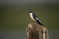 White-winged swallow, Tachycineta albiventer