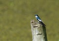White-winged Swallow On A Tree Stump Royalty Free Stock Photo