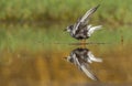 White winged teen & x28;Chlidonias leucopterus& x29;