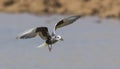 White-winged Tern Chlidonias leucopterus is a wetland bird