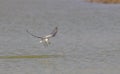 White-winged Tern Chlidonias leucopterus is a wetland bird