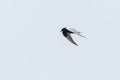 White winged Tern in flight Chlidonias leucopterus