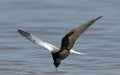 White-winged Tern, Witvleugelstern, Chlidonias leucopterus