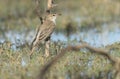 White-winged Triller