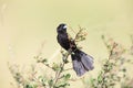 White-winged widowbird (Euplectes albonotatus) in Kruger National Park, South Africa.