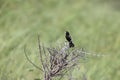 White-winged widowbird (Euplectes albonotatus) in Kruger National Park, South Africa.