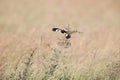 White-winged widowbird (Euplectes albonotatus) in Kruger National Park, South Africa.