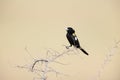 White-winged widowbird (Euplectes albonotatus) in Kruger National Park, South Africa.