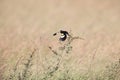 White-winged widowbird (Euplectes albonotatus) in Kruger National Park, South Africa.