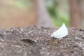 White wings butterfly moth rest on stone. beautiful tiny insect creature.