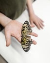 Idea leuconoe butterfly sits on a child hand. Children and insects Tropical butterfly close-up. White wings with dark eye-like Royalty Free Stock Photo