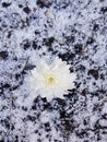 white winter flower snow green plant patel