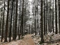 White Winter Frozen Forest in Winter Season Royalty Free Stock Photo