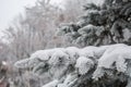 White winter fur-tree branch in forest Royalty Free Stock Photo