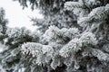 White winter fur-tree branch in forest Royalty Free Stock Photo