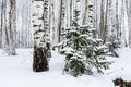 White winter landscape. Beautiful wild garden, with lots of snow-covered trees and shrubs. Cloudy and overcast day Royalty Free Stock Photo