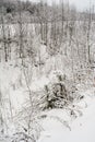 White winter landscape. Beautiful wild garden, with lots of snow-covered trees and shrubs. Cloudy and overcast day Royalty Free Stock Photo