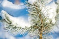 pine needles with snow