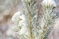 pine needles with snow