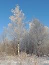White winter snow birch sunlight landscape