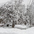 White winter, snow day in New Brunswick, Canada.