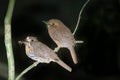 White-wiskered Puff Birds