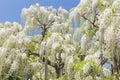 White wisteria blooming in spring season
