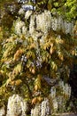 White wisteria Royalty Free Stock Photo