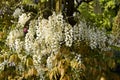 White wisteria Royalty Free Stock Photo