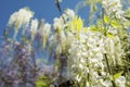 White wisteria flowers Royalty Free Stock Photo