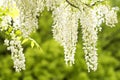White wisteria flowers Royalty Free Stock Photo