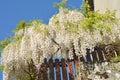 White wisteria flowers sky background Royalty Free Stock Photo
