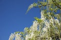 White wisteria flowers