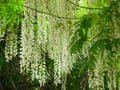 White wisteria