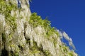 White wisteria