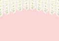 White Wisteria isolated on Pink Background with copy space. Vector Illustration