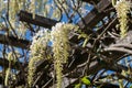 In spring the wisteria blooms, the white-petaled flowers descend in clusters from the pergola into the flower garden.
