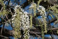 In spring the wisteria blooms, the white-petaled flowers descend in clusters from the pergola into the flower garden.