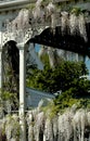 White Wisteria on Porch Royalty Free Stock Photo