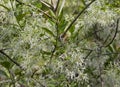 White Witch Hazel Flowers on tree Royalty Free Stock Photo