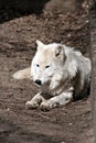 White wolf Royalty Free Stock Photo