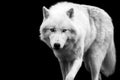 White wolf with a black background