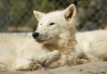 The white wolf with bright eyes. Royalty Free Stock Photo