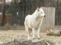 White Wolf Royalty Free Stock Photo