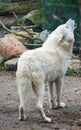 A white wolf calls the herd howling Royalty Free Stock Photo