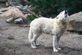 A white wolf calls howling in the forest Royalty Free Stock Photo