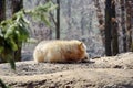 White Wolf Canis Lupus Arctos Arctic Portrait Stock Photo