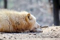 White Wolf Canis Lupus Arctos Arctic Portrait Stock Photo