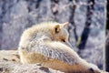 White Wolf Canis Lupus Arctos Arctic Portrait Stock Photo Royalty Free Stock Photo