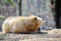 White Wolf Canis Lupus Arctos Arctic Portrait Stock Photo